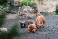 The African Forest Buffalo, Syncerus Caffer Nanus, also known as the Dwarf Buffalo or the Congo Buffalo