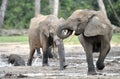 African Forest Elephant, Loxodonta africana cyclotis, of Congo Basin. At the Dzanga saline (a forest clearing) Central African Re Royalty Free Stock Photo