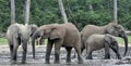 African Forest Elephant, Loxodonta africana cyclotis, of Congo Basin. At the Dzanga saline (a forest clearing) Central African Re