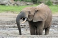 African Forest Elephant, Loxodonta africana cyclotis, of Congo Basin. At the Dzanga saline (a forest clearing) Central African Re Royalty Free Stock Photo