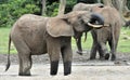 African Forest Elephant, Loxodonta africana cyclotis, of Congo Basin. At the Dzanga saline (a forest clearing) Central African Re Royalty Free Stock Photo