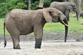 African Forest Elephant, Loxodonta africana cyclotis, of Congo Basin. At the Dzanga saline (a forest clearing) Central African Re