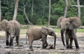 African Forest Elephant, Loxodonta africana cyclotis, of Congo Basin. At the Dzanga saline (a forest clearing) Central African Re Royalty Free Stock Photo