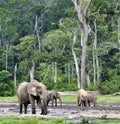 African Forest Elephant, Loxodonta africana cyclotis, of Congo Basin. At the Dzanga saline (a forest clearing) Central African Re