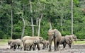 African Forest Elephant, Loxodonta africana cyclotis Royalty Free Stock Photo