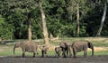 The African Forest Elephant, Loxodonta africana cyclotis, (forest dwelling elephant) of Congo Basin. At the Dzanga saline