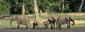 The African Forest Elephant, Loxodonta africana cyclotis, (forest dwelling elephant) of Congo Basin. At the Dzanga saline Royalty Free Stock Photo
