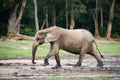 African Forest Elephant ( Loxodonta cyclotis).