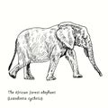 The African forest elephant Loxodonta cyclotis side view. Ink black and white doodle drawing