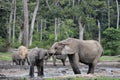 African Forest Elephants, Loxodonta africana cyclotis Royalty Free Stock Photo