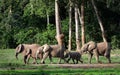 African Forest Elephants ( Loxodonta cyclotis). Royalty Free Stock Photo