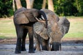 African Forest Elephants ( Loxodonta cyclotis). Royalty Free Stock Photo