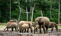 African Forest Elephants ( Loxodonta cyclotis). Royalty Free Stock Photo