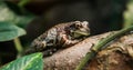 African Frog Royalty Free Stock Photo