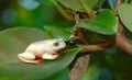 African frog in tree