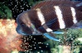 African Frontosa Cichlid Royalty Free Stock Photo
