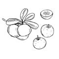 African fruits. Kei apple Vector sketch illustration