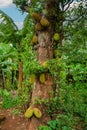 African fruits named Jackfruit scientific name Artocarpus heterophyllus Jackfruit hanging on jackfruit tree