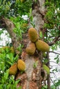 African fruits named Jackfruit scientific name Artocarpus heterophyllus Jackfruit hanging on jackfruit tree