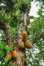 African fruits named Jackfruit scientific name Artocarpus heterophyllus Jackfruit hanging on jackfruit tree