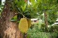 African fruits named Jackfruit scientific name Artocarpus heterophyllus Jackfruit hanging on jackfruit tree