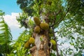 African fruits named Jackfruit scientific name Artocarpus heterophyllus Jackfruit hanging on jackfruit tree