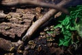 African garden fruit chafer bugs eating lettuce