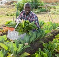 African gardener with harvest