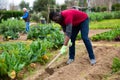 African gardener hoeing soil on vegetable garden Royalty Free Stock Photo