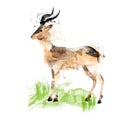 African gazelle watercolor