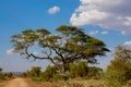 African acacia umbrella tree in savannah bush, Africa