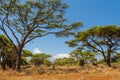 African acacia trees landscape in savannah bush Royalty Free Stock Photo