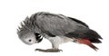 African gery parrot feather-picking