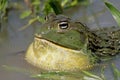 African giant bullfrog