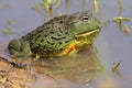 African giant bullfrog Royalty Free Stock Photo