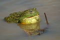 African giant bullfrog Royalty Free Stock Photo