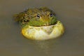 African giant bullfrog Royalty Free Stock Photo