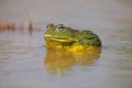 African giant bullfrog Royalty Free Stock Photo