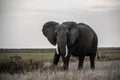 An African Giant Elephant on Masai plains