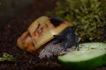 African giant snail Archatina margi-margi eats a piece of cucumber Royalty Free Stock Photo