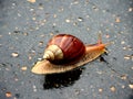 African Giant Snail Royalty Free Stock Photo