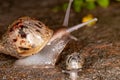 African Giant Snail Royalty Free Stock Photo