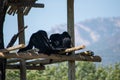 African gibbons resting above a stilt house