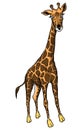 African giraffe Royalty Free Stock Photo
