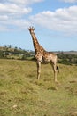 African giraffe