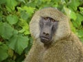 Male olive baboon closeup portrait