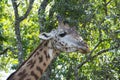 African giraffe big male bull closeup among acacia trees in Tanzania, Africa Royalty Free Stock Photo