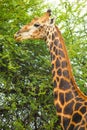 African Giraffe browsing on a tree in a South African wildlife reserve Royalty Free Stock Photo