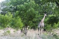 An African Giraffe in the Chobe forest Royalty Free Stock Photo