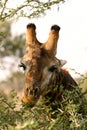 African Giraffe. Close-up